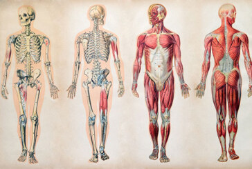 درصد فراوانی عناصر جدول تناوبی در بدن انسان
